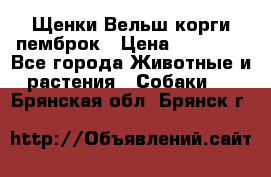 Щенки Вельш корги пемброк › Цена ­ 35 000 - Все города Животные и растения » Собаки   . Брянская обл.,Брянск г.